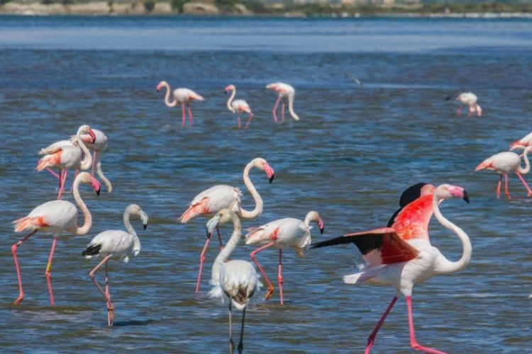 LE SAUNIER DE CAMARGUE FLEUR DE SEL