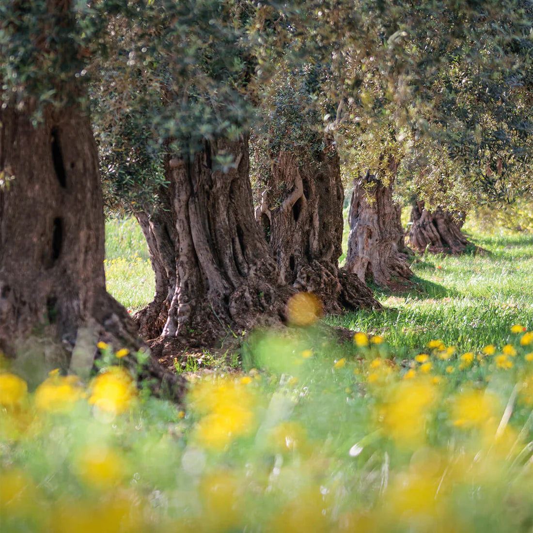 FRANTOI CUTRERA NOCELLARA EXTRA VIRGIN OLIVE OIL