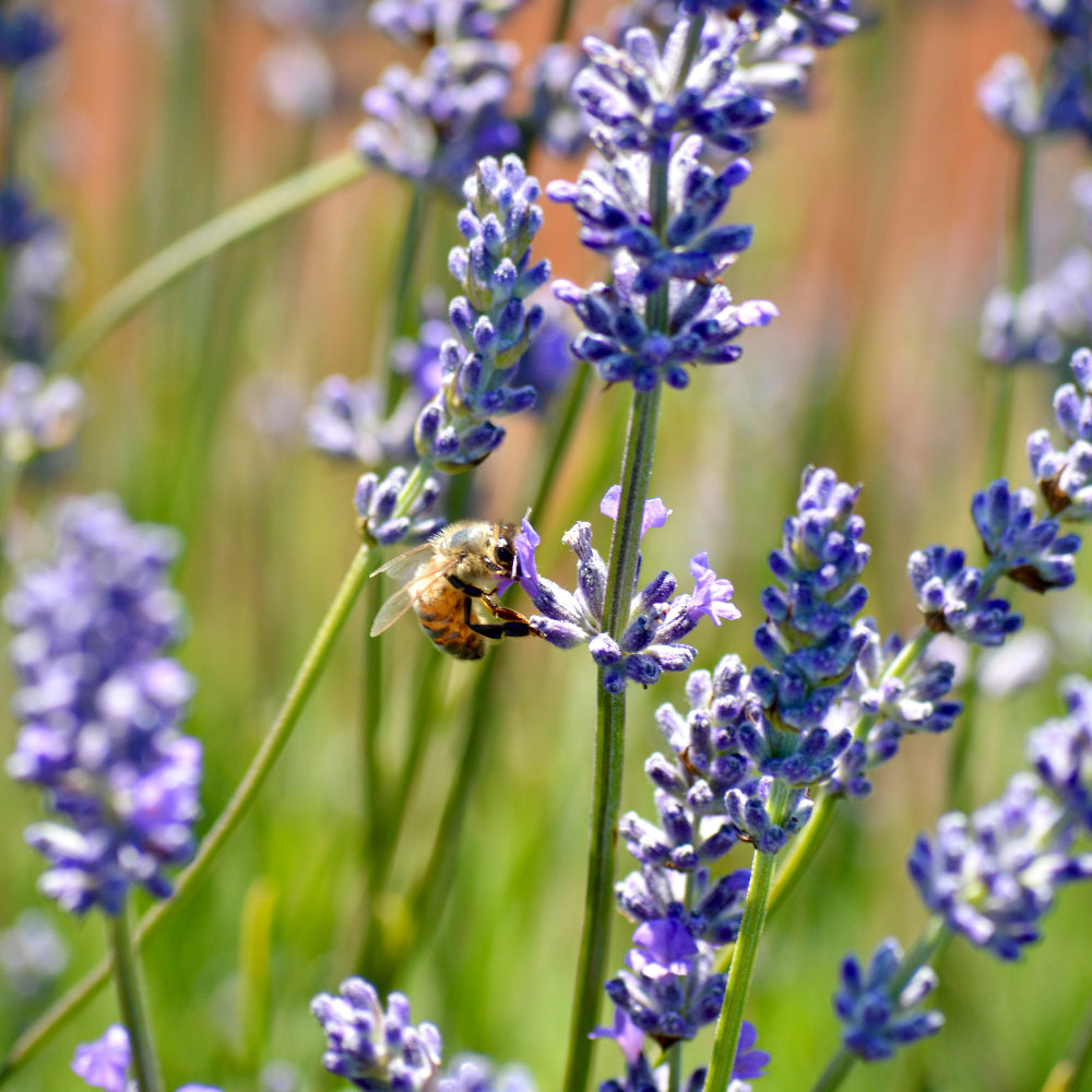L'ABEILLE OCCITANE LAVENDER HONEY