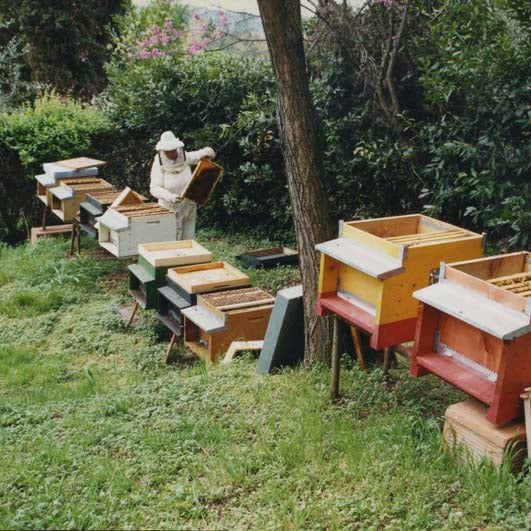 FRANCA'S MILLEFIORI HONEY