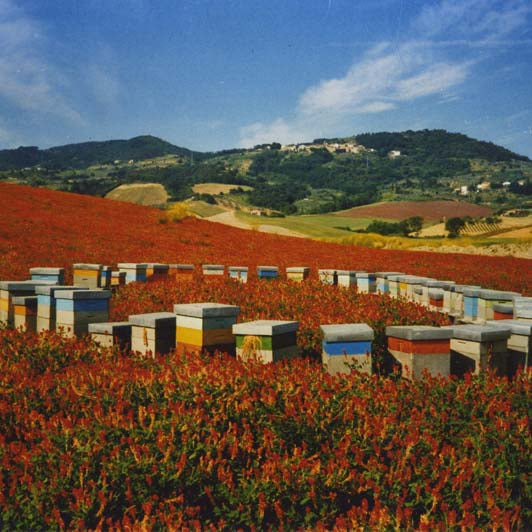 FRANCA'S MILLEFIORI HONEY