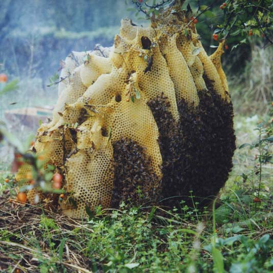 FRANCA'S MILLEFIORI HONEY