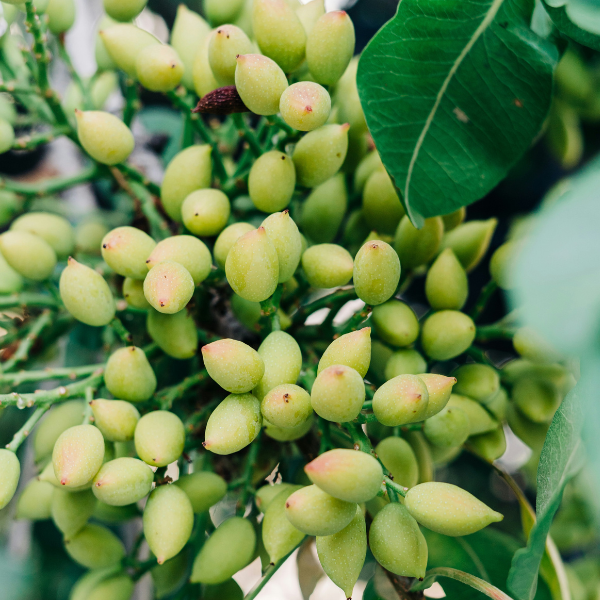 PISTACCHIOSA - SICILIAN PISTACHIO SPREAD