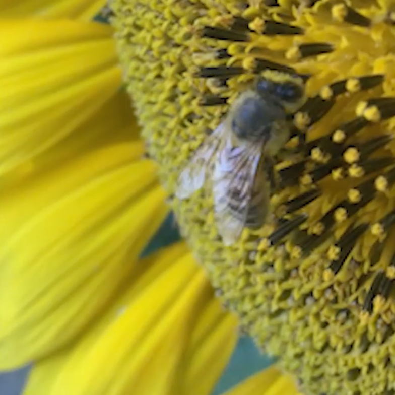 GIORGIO POETA ORGANIC SUNFLOWER HONEY