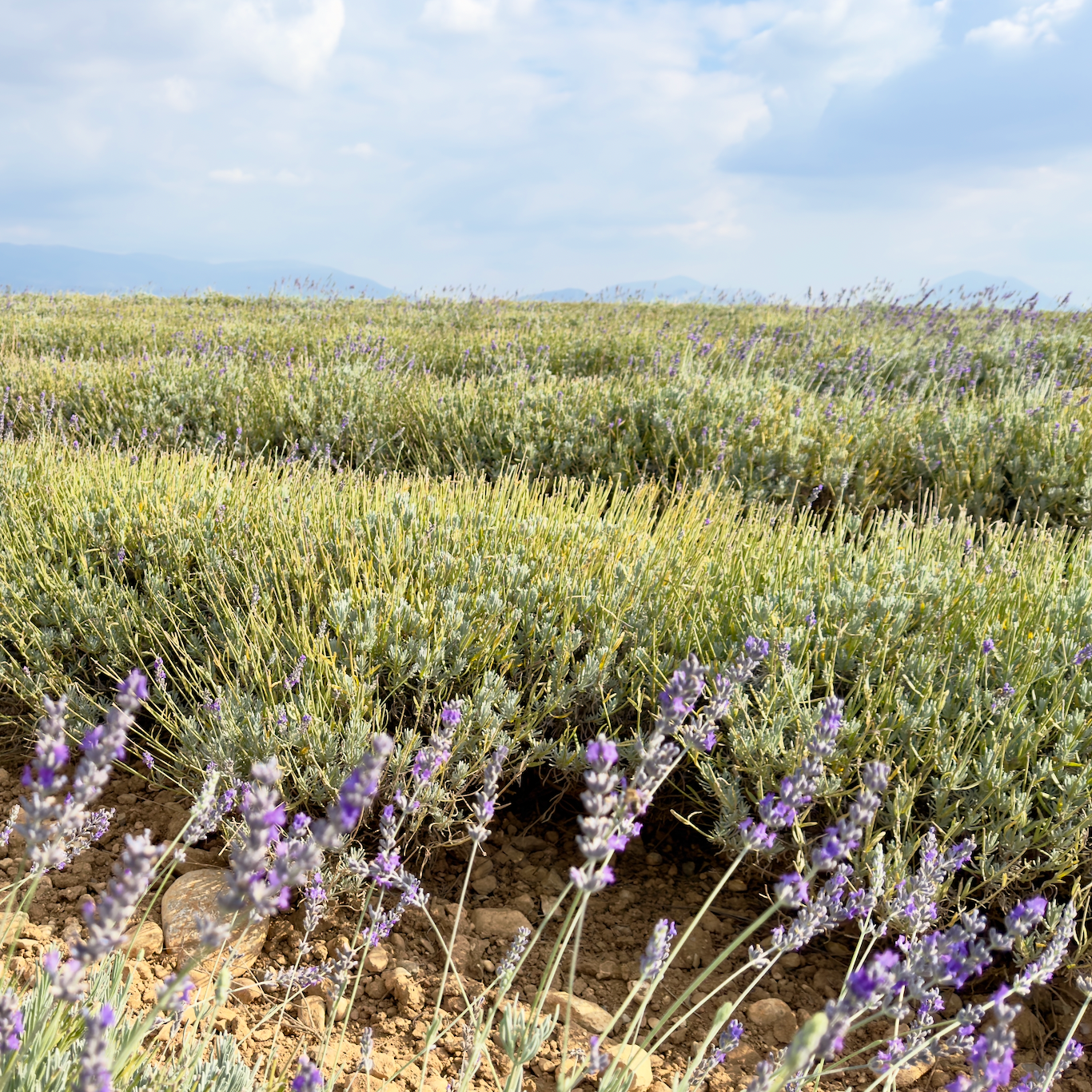 L'ABEILLE OCCITANE LAVENDER HONEY