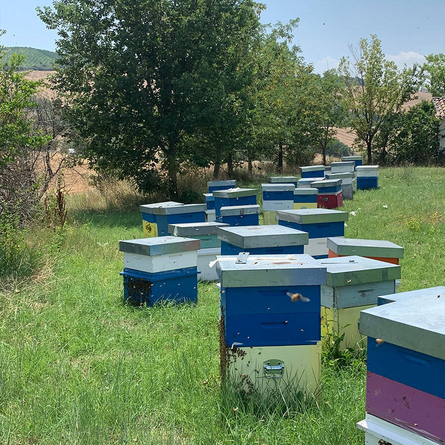 GIORGIO POETA ORGANIC SUNFLOWER HONEY