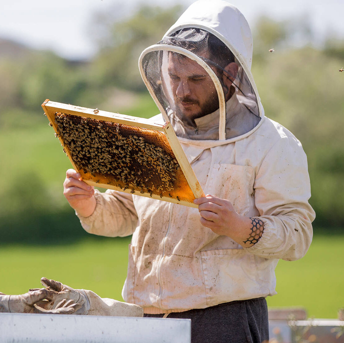 GIORGIO POETA ORGANIC SUNFLOWER HONEY